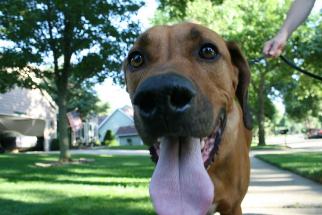 Canine heatstroke