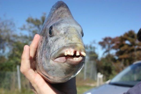 Sheepshead fish