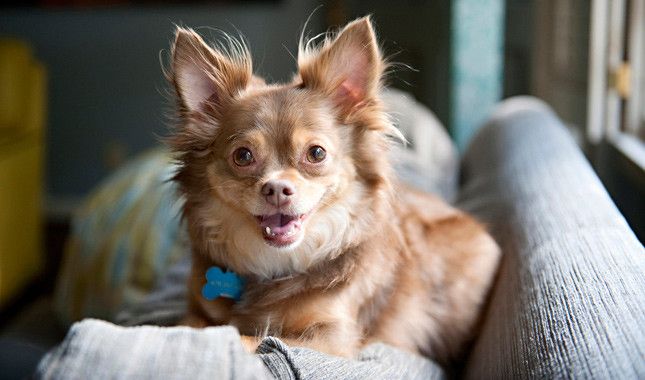 A Chihuahua sitting on a couch