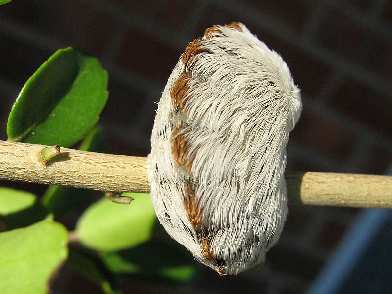 A flannel moth caterpillar