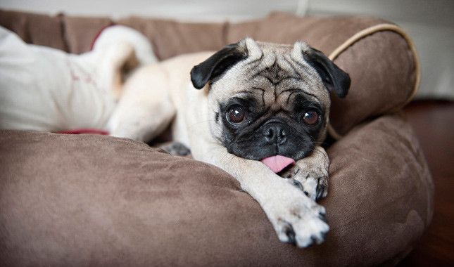 A pug laying on a couch