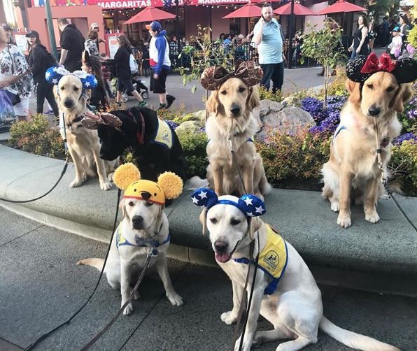 Service dogs at Disneyland