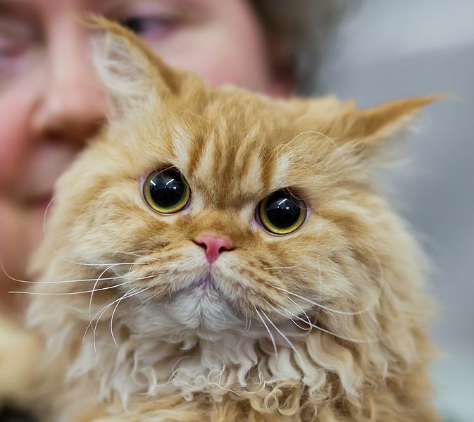 these-poodle-cats-are-so-fluffy-you-ll-squeal-with-delight-when-you-see