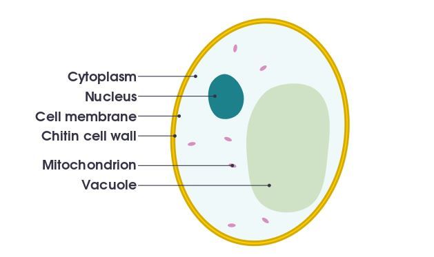 Cell