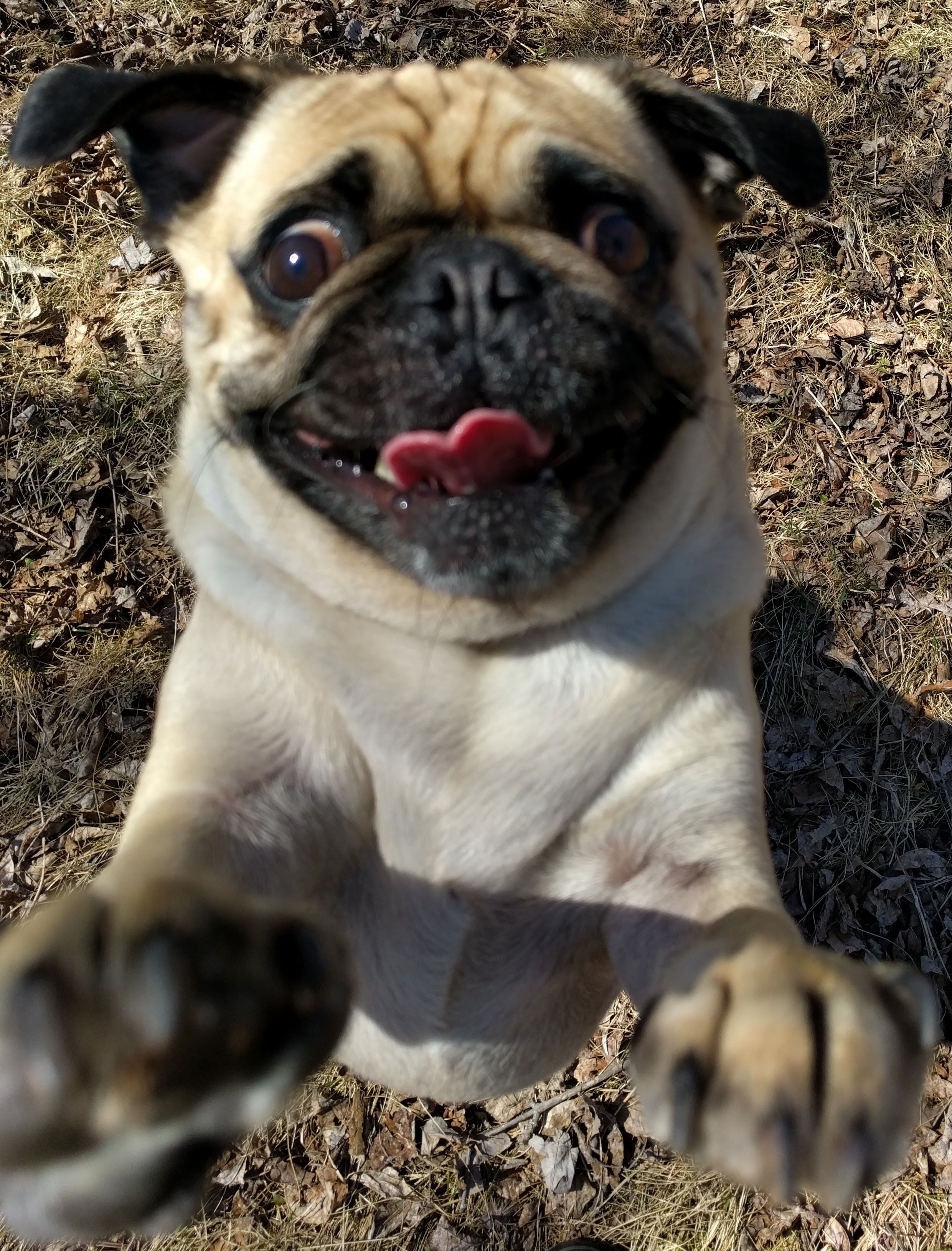 Pug jumping