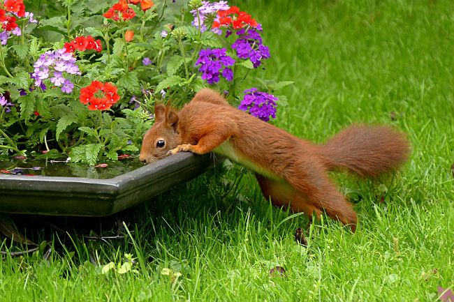 7 Natural Tricks To Keep Squirrels Out Of Your Garden For Good
