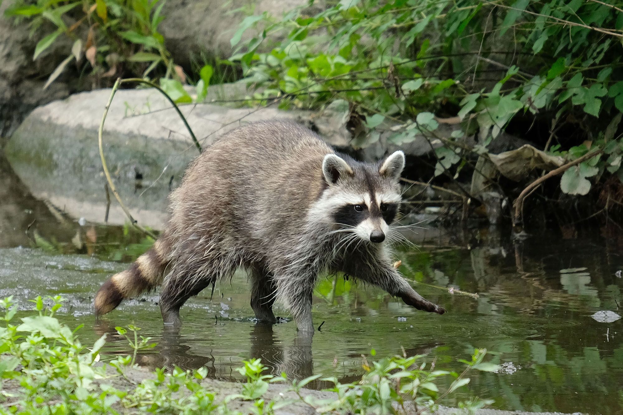 Zombie Raccoons