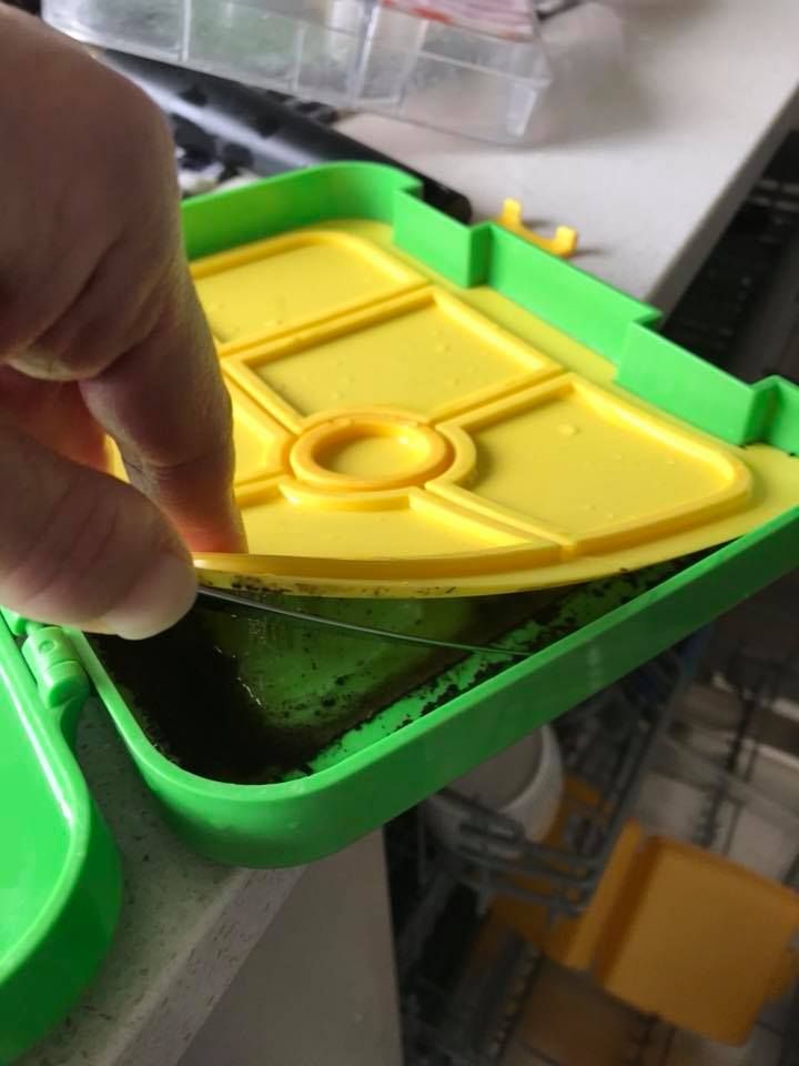 The moldy lunchbox