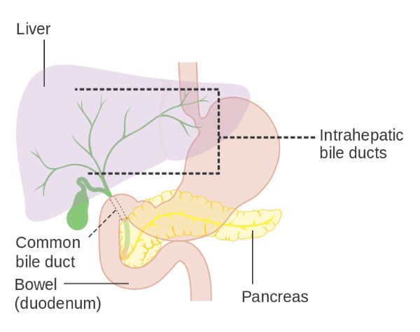 Gallbladder