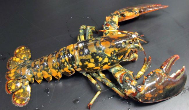 Lobster color.