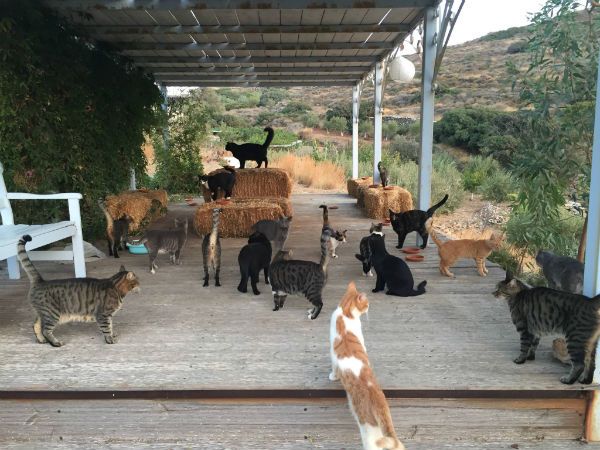 Greece cat sanctuary