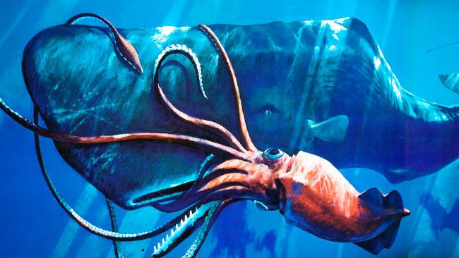 Giant squid