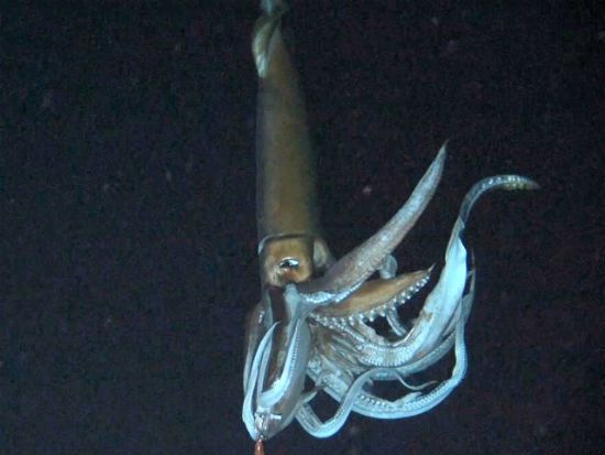 Giant Squid