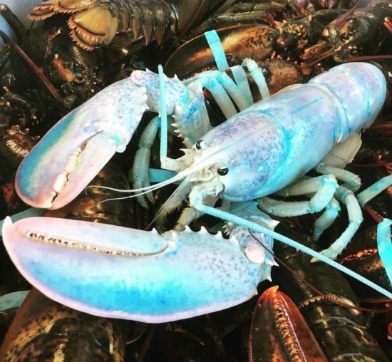 Lobster color.