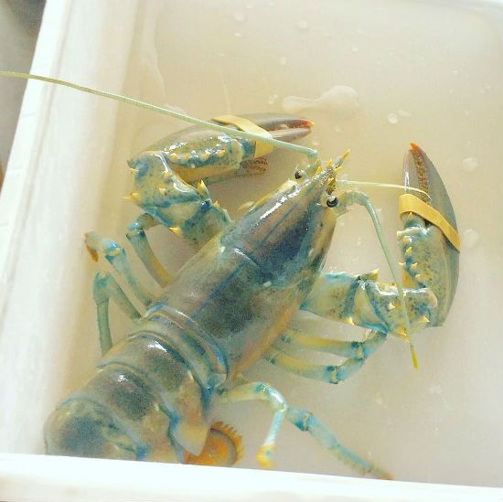 Lobster color