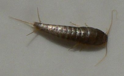 How to Help Get Rid of Silverfish in Your Home