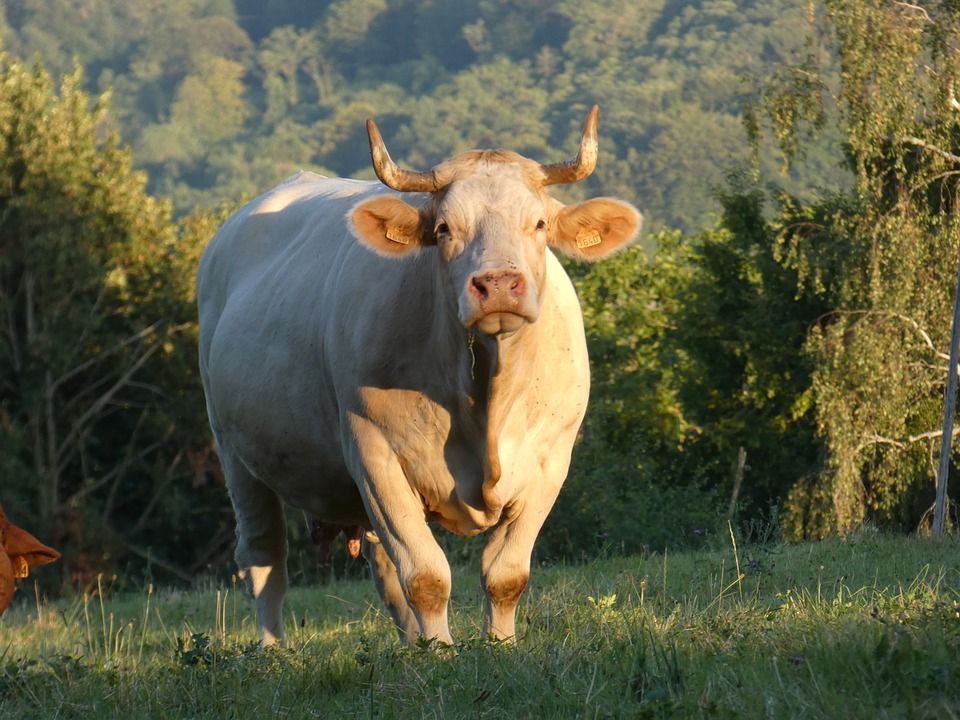 A beef cow