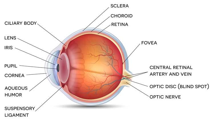 Diagram of the eye