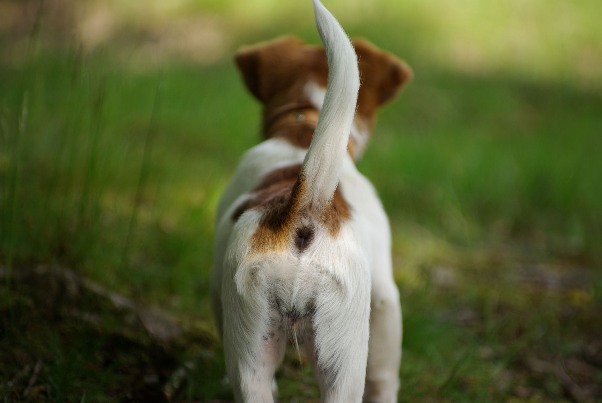 What a Wagging Dog Tail Really Means