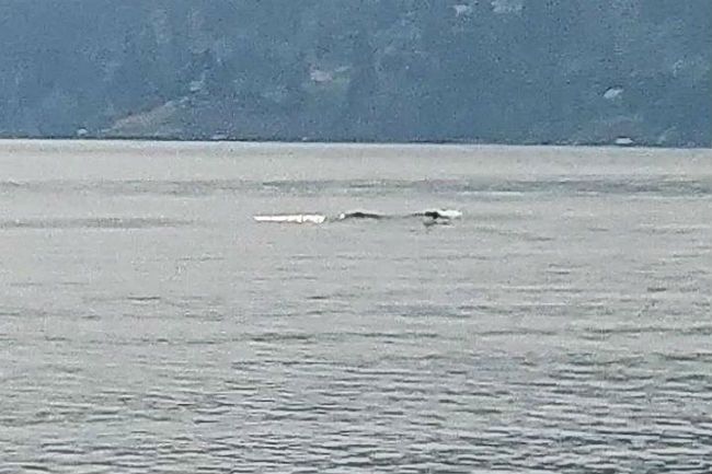 Ogopogo