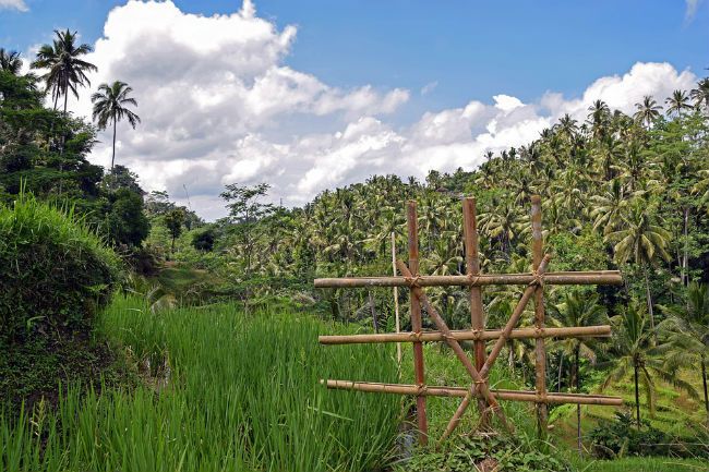 Indonesia Rescue