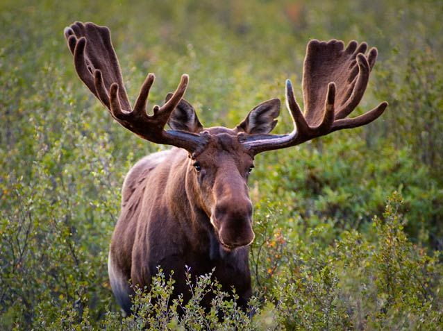 Alaska Weird Moose Laws
