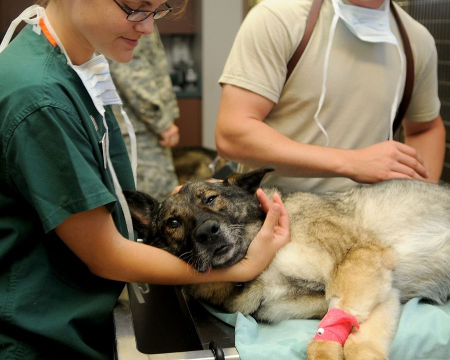 A dog at the vet