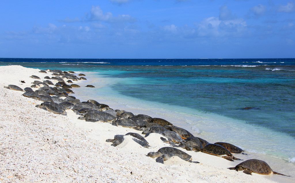 hawaiian sea turtles 