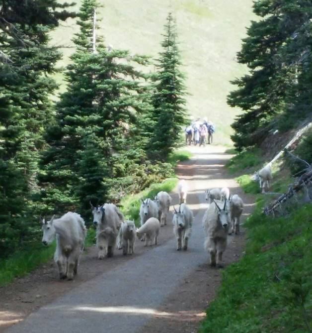 Mountain Goats Olympic National Park near humans