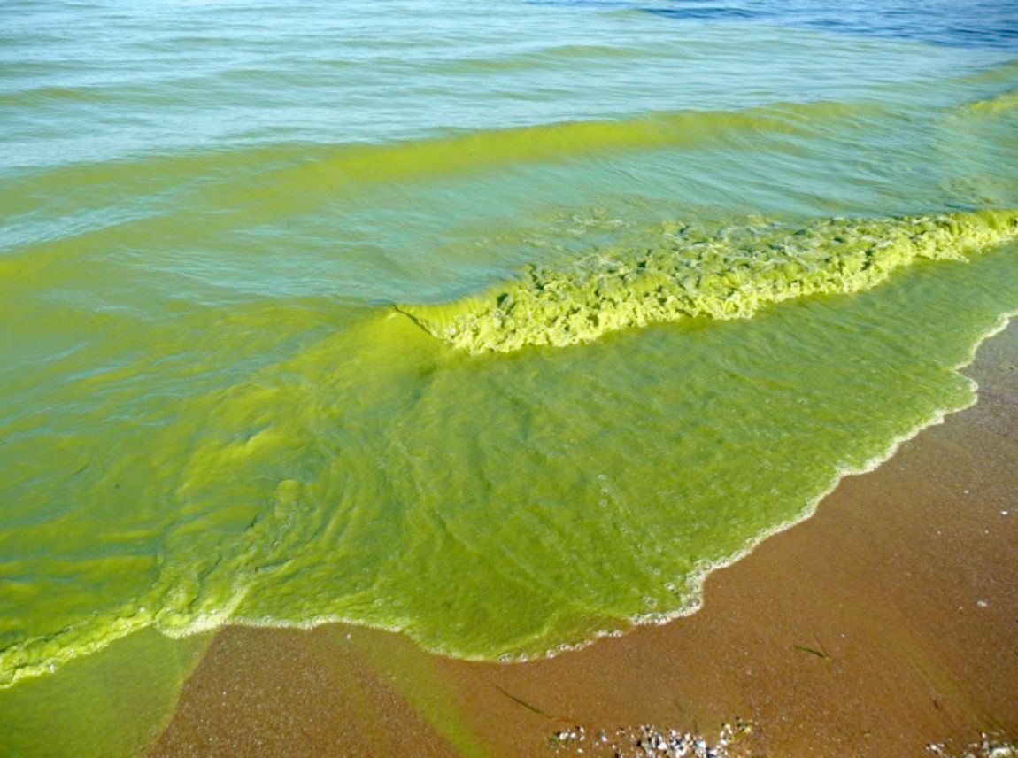 algal bloom 