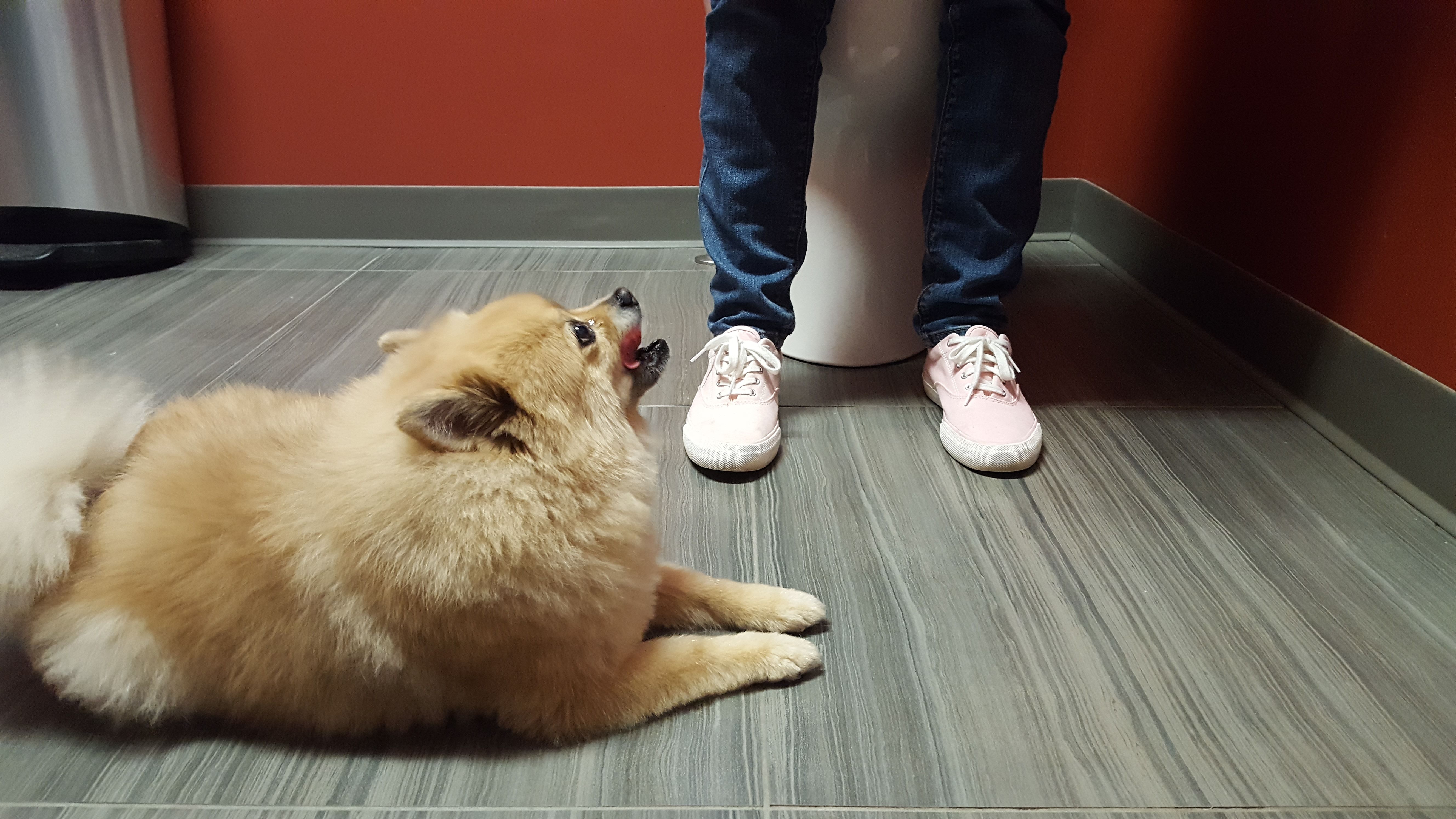 Pomeranian watching you pee