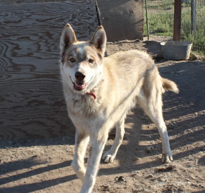 Adult wolf pup rescue