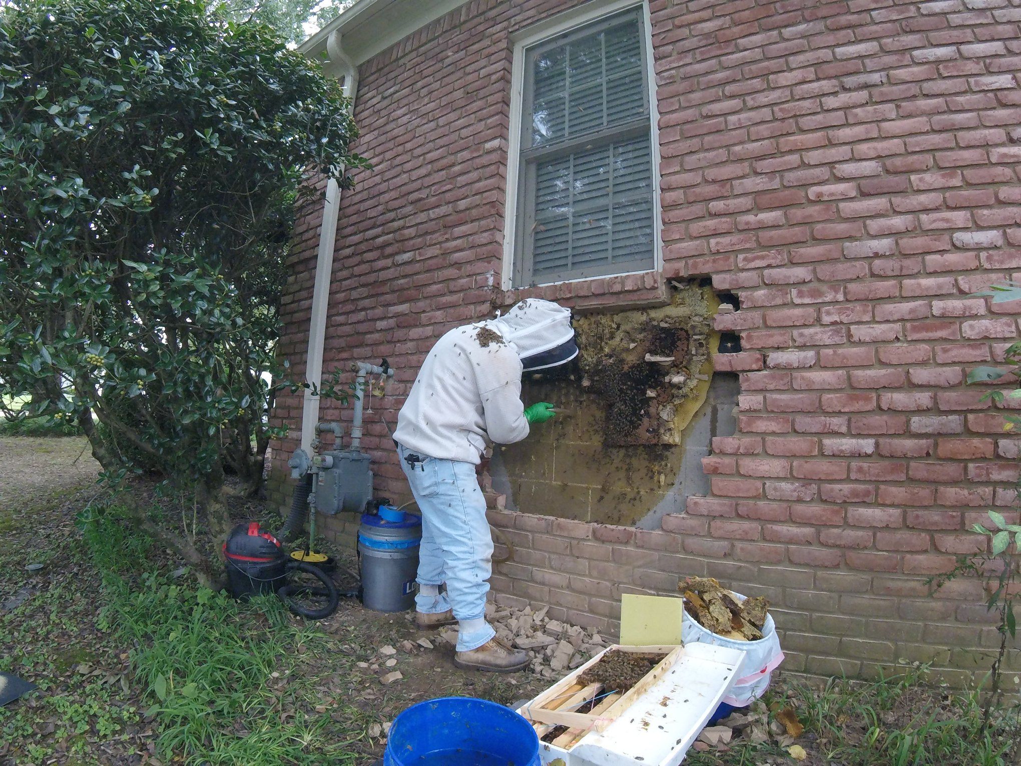 Bee keeper removing bees from brick wall