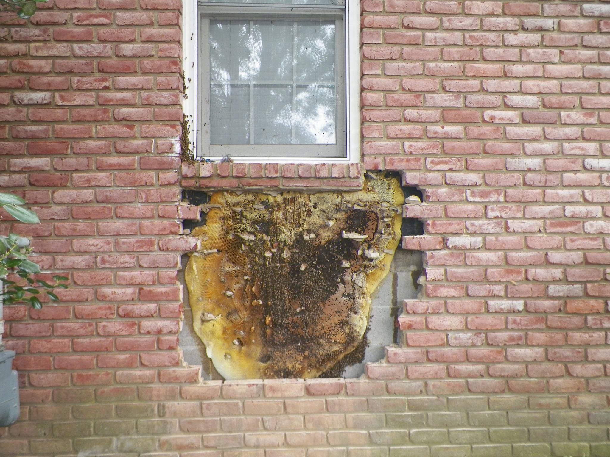 Bee hive in brick wall