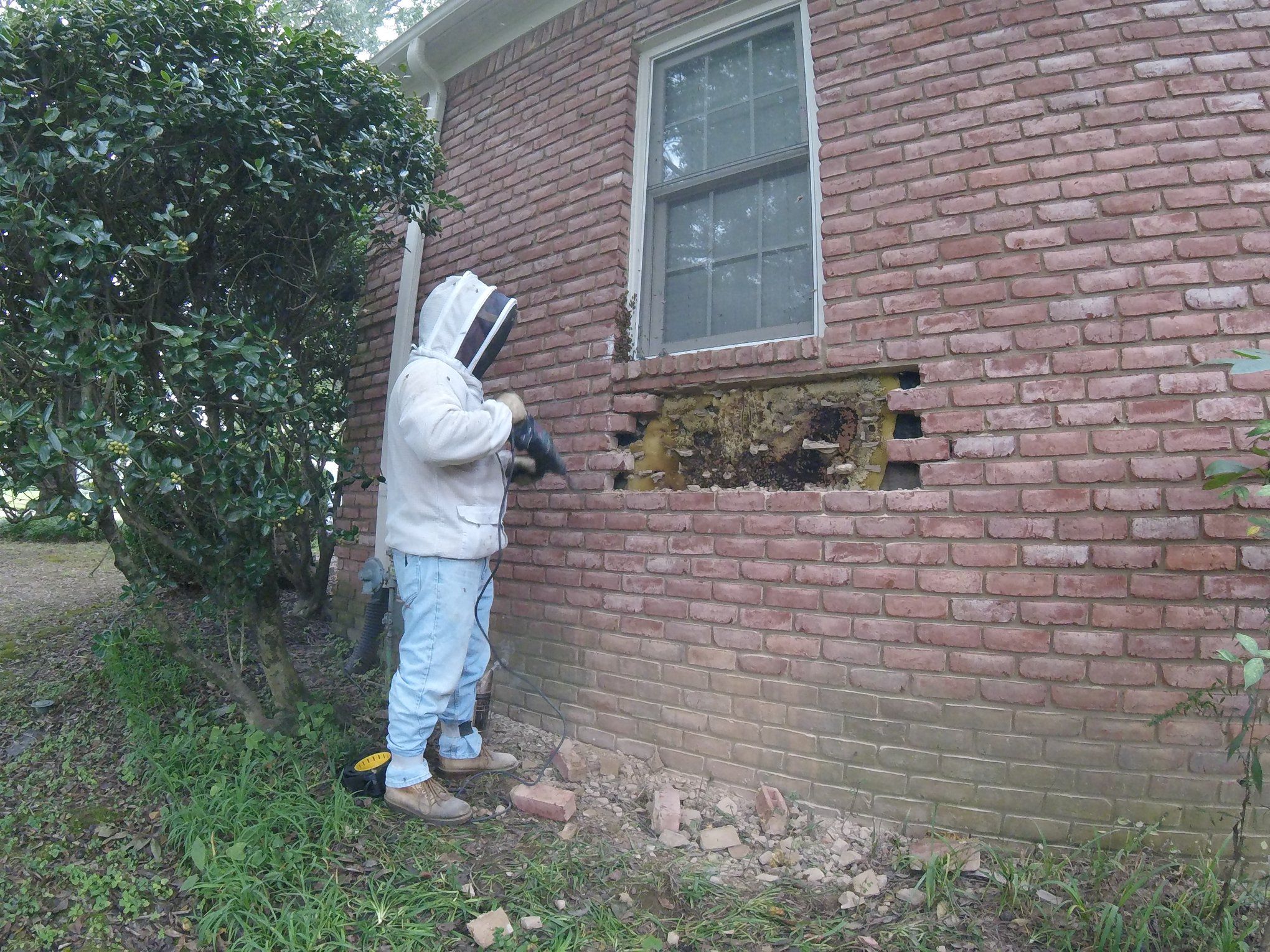 Bee keeper removing hive from wall