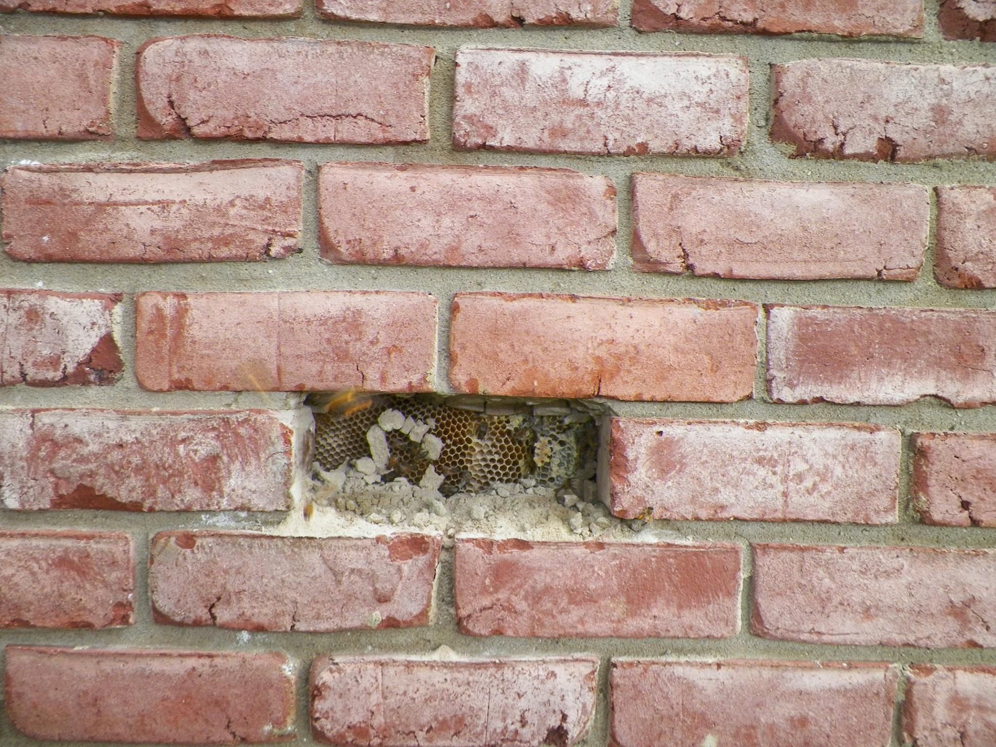 Bee hive behind brick wall