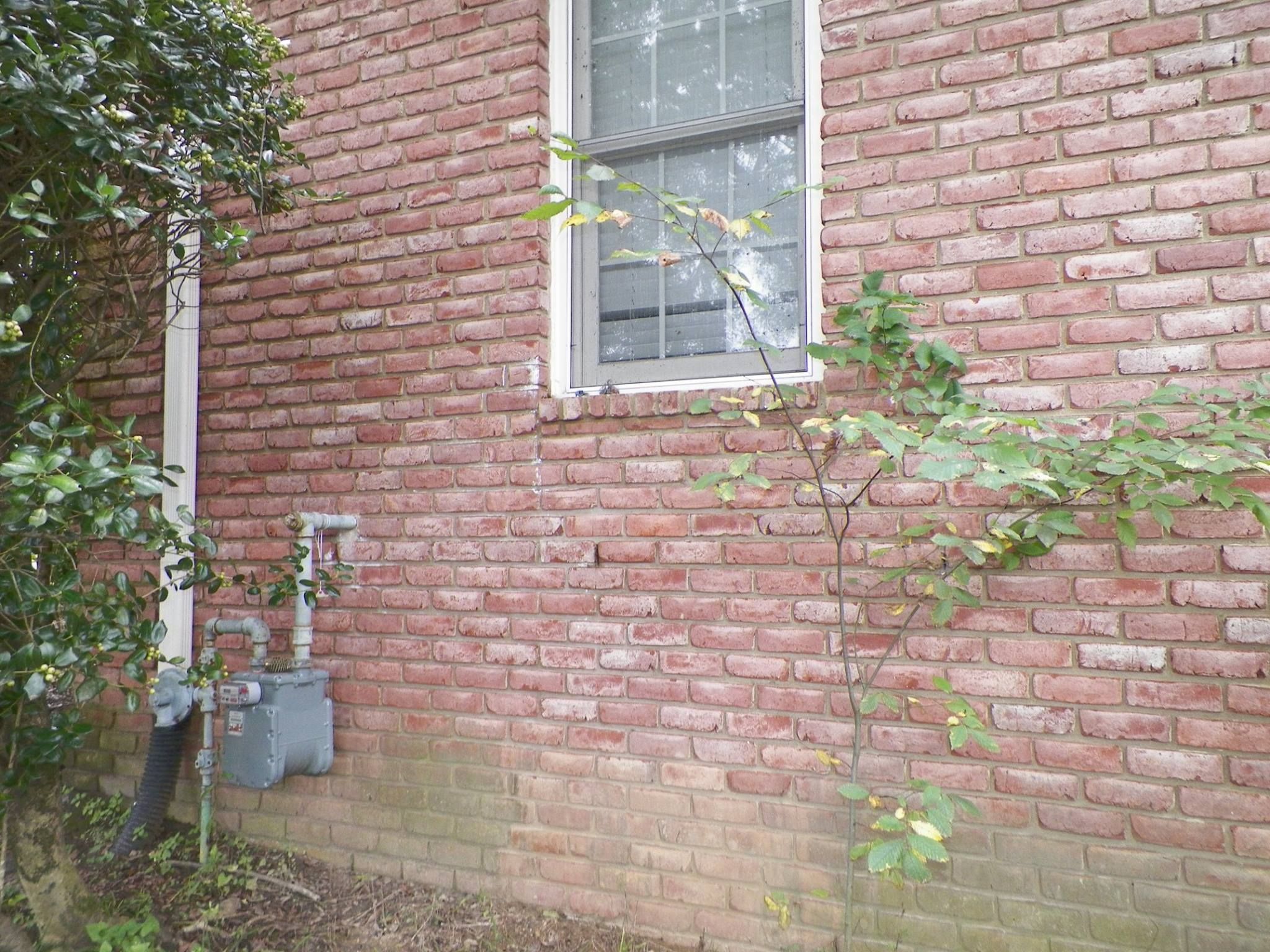 The wall of a home filled with bees