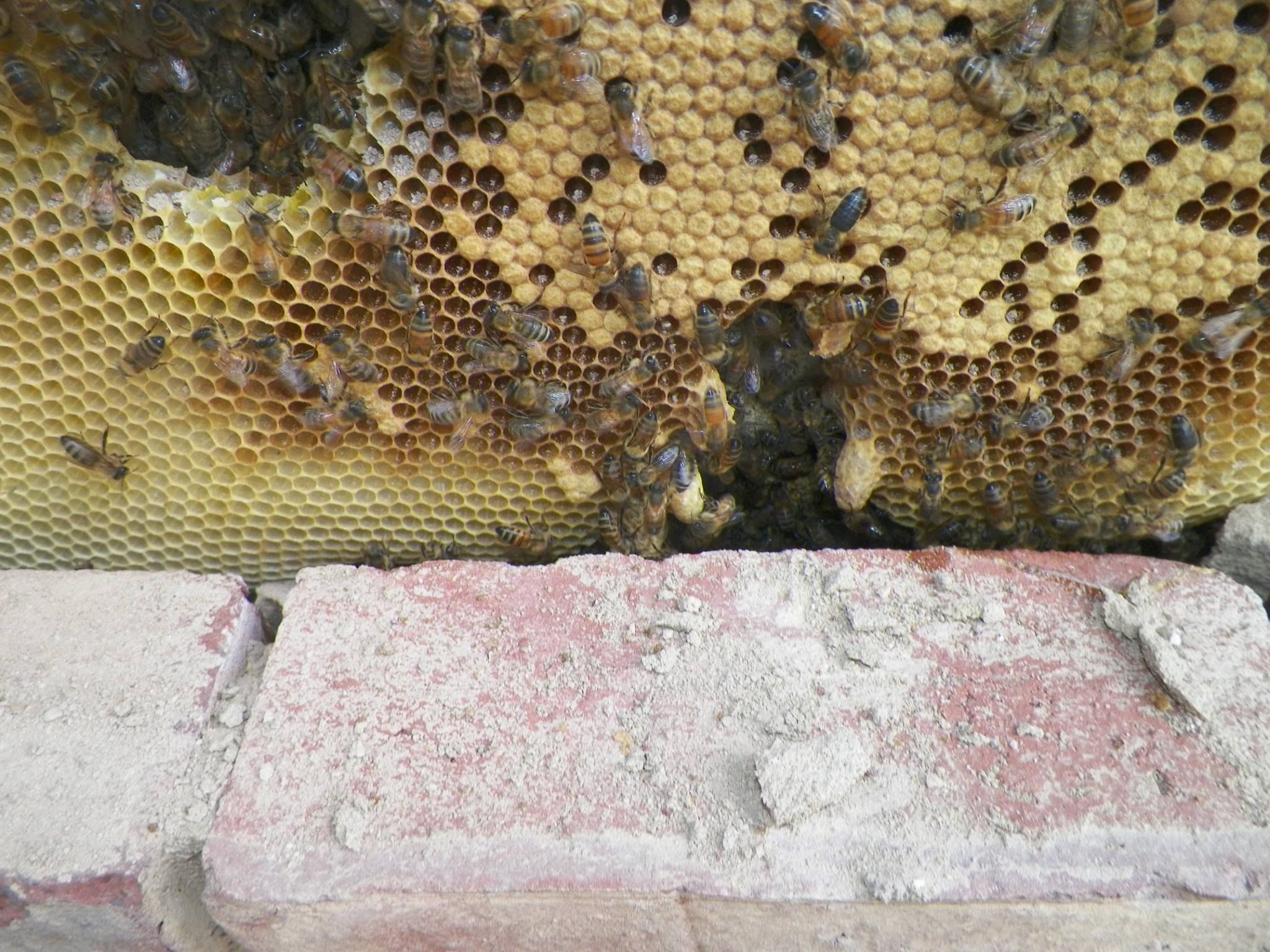 Bee hive in brick wall