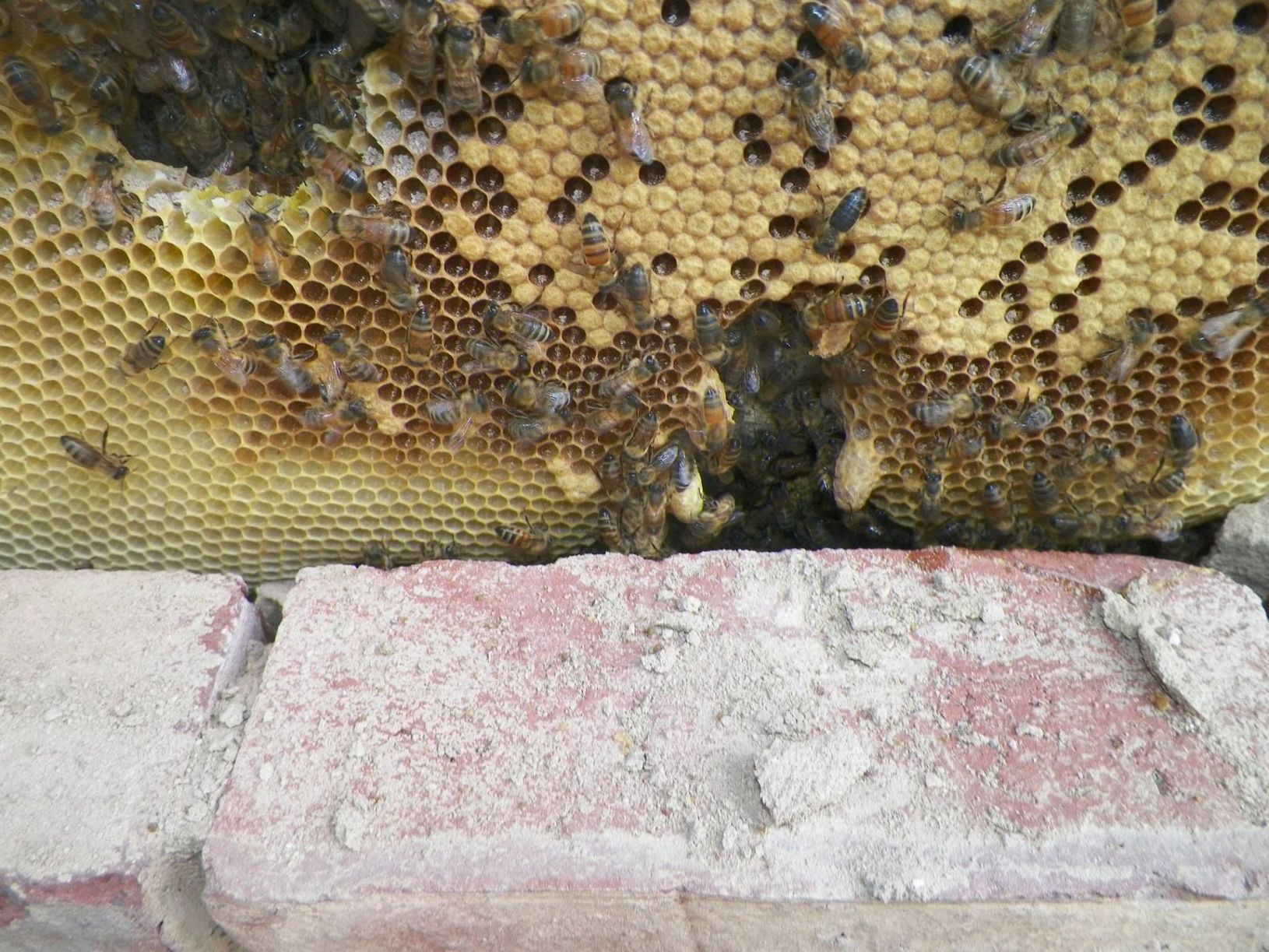 Соседские пчелы. Пчелы. Пчелиный улей изнутри. Пчелиный улей в стене. Пчела на стене.