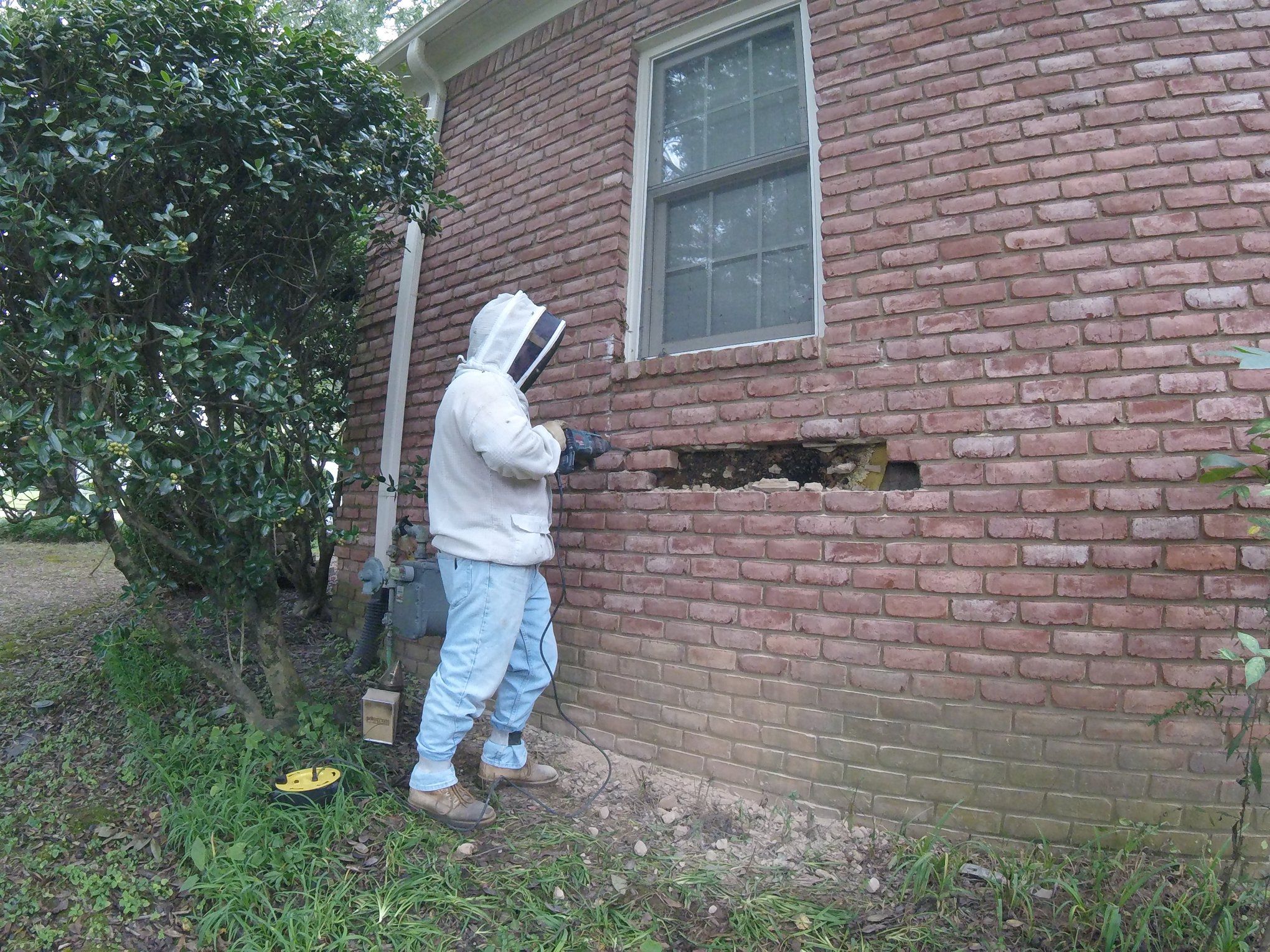 bee keeper removing hive from wall