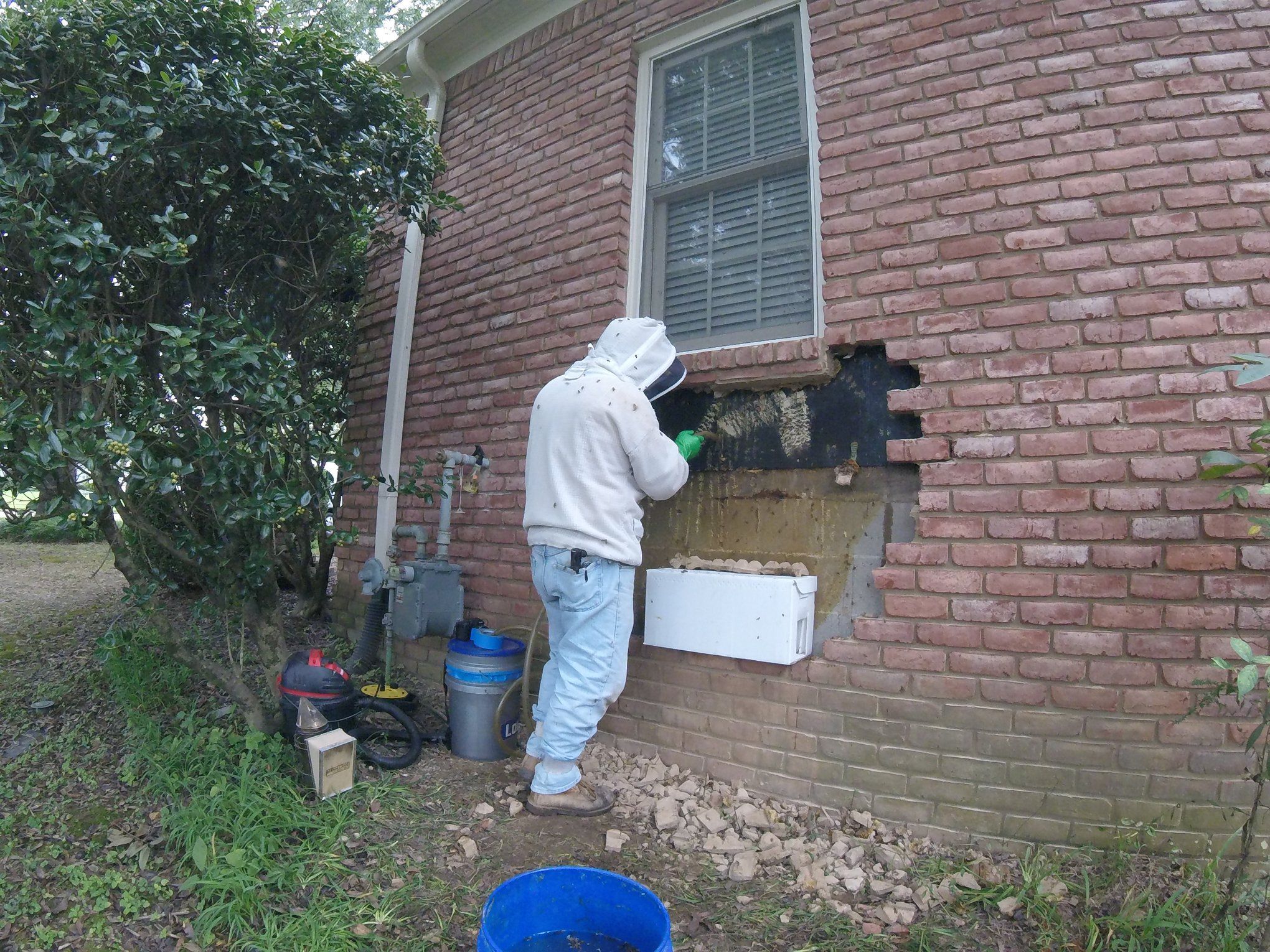 Bee keeper removing hive from wall