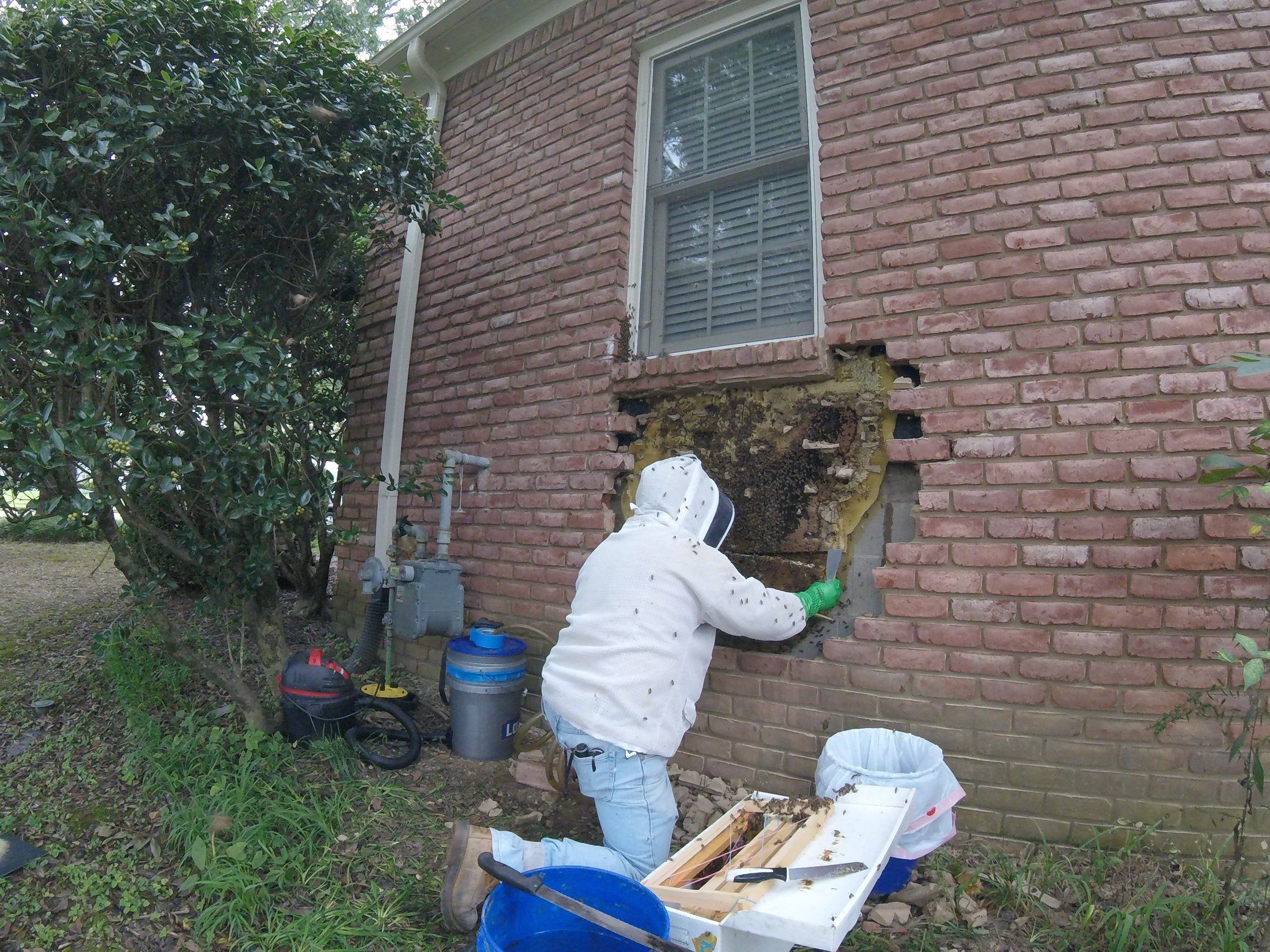 Bee keep removes bee hive from wall