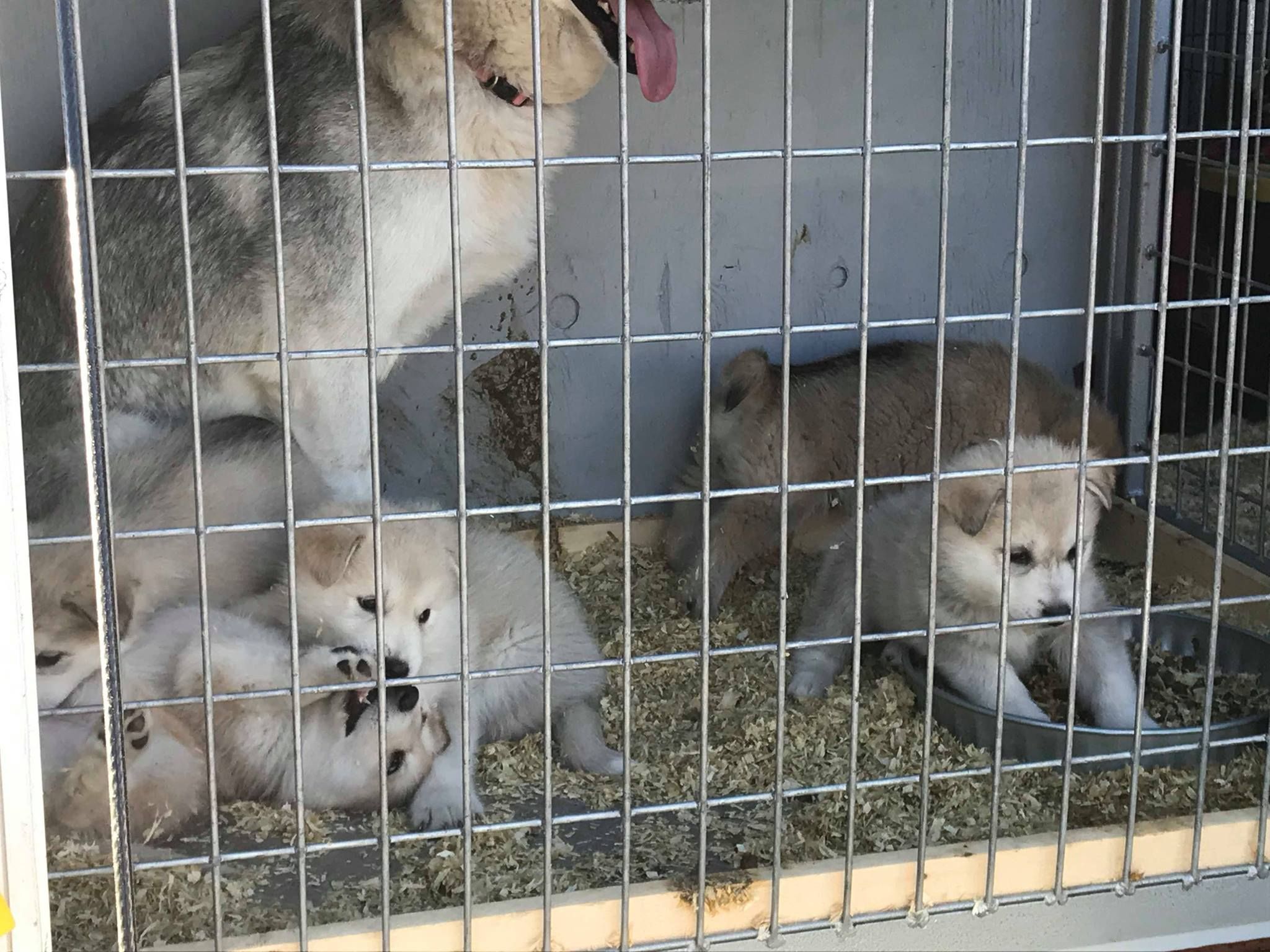 Wolf Pups Rescue