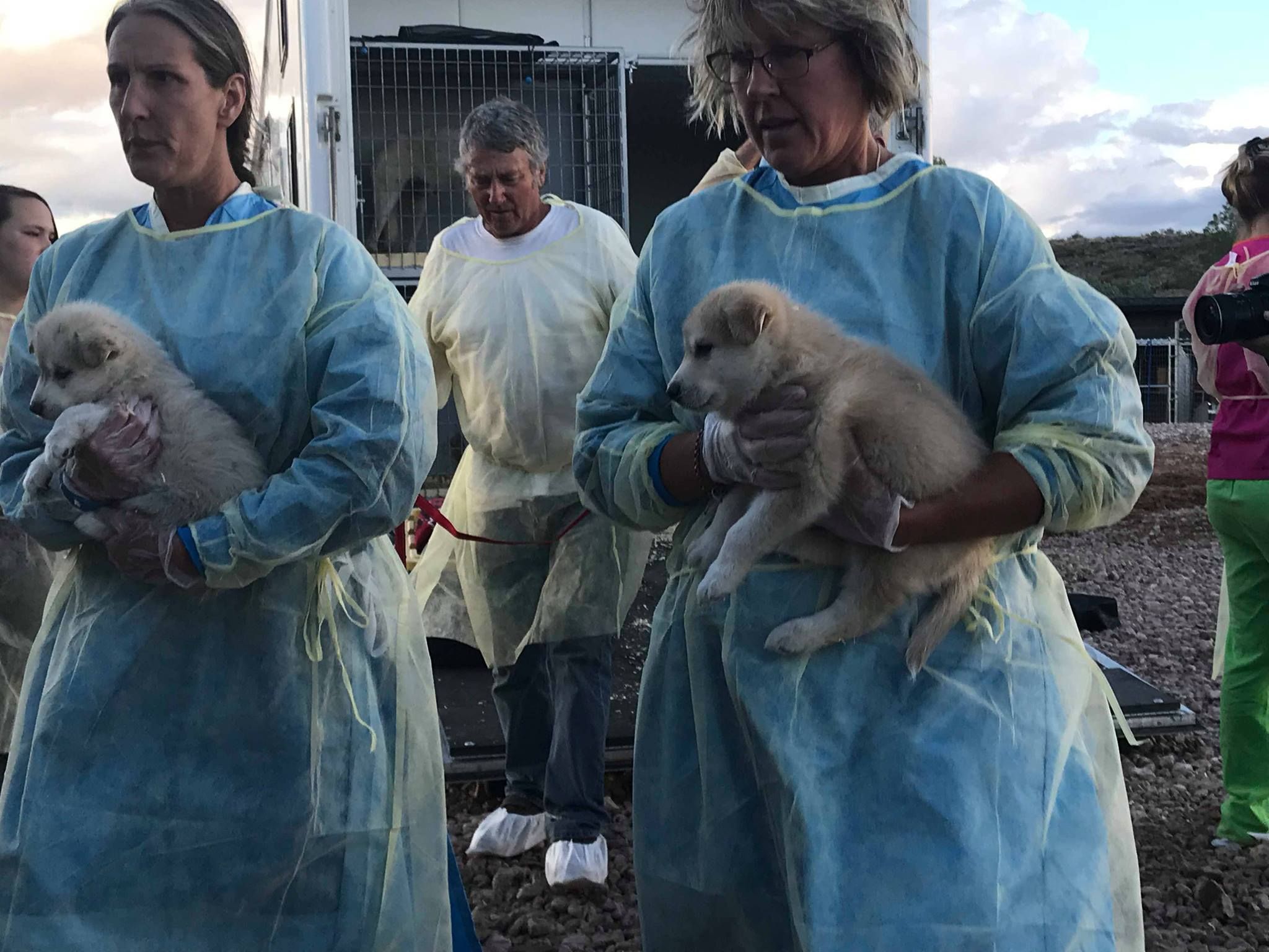 Wolf pups rescue