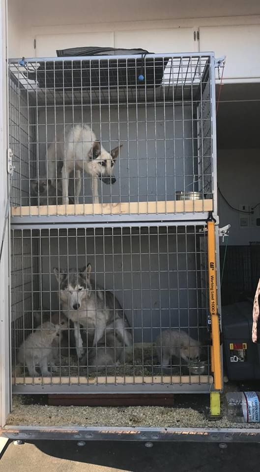 Wolfpups rescue