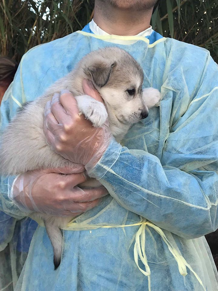 Wolf pup rescue