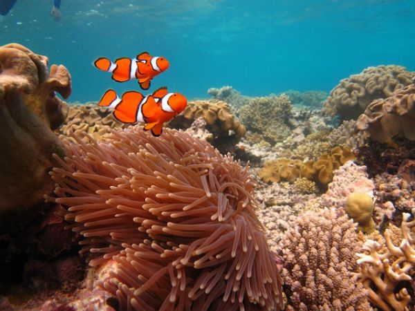 Clownfish Great Barrier Reef