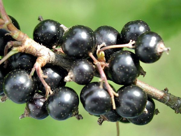 Black currants