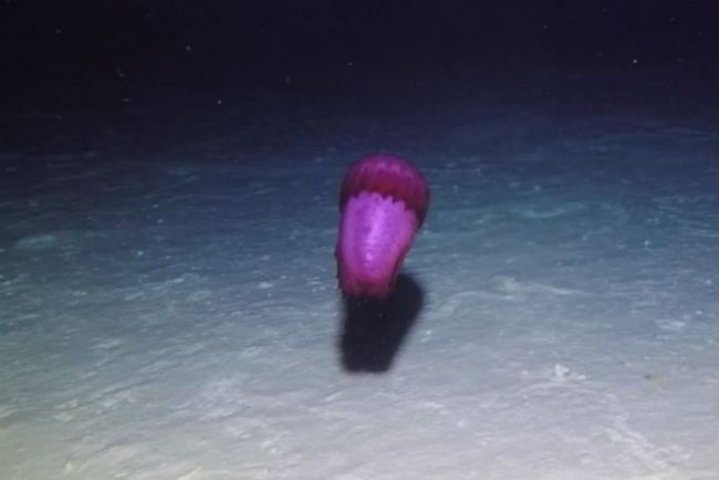 Sea cucumber