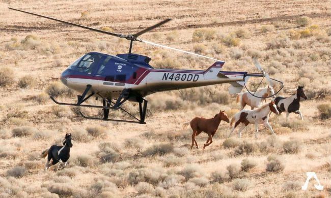 California Wild Horses Helicopter